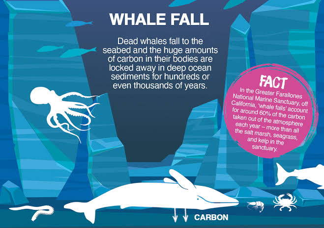 Benefits of Whaleness